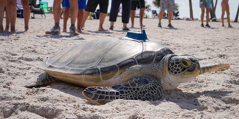 The Florida Aquarium releases Buckley the green sea turtle