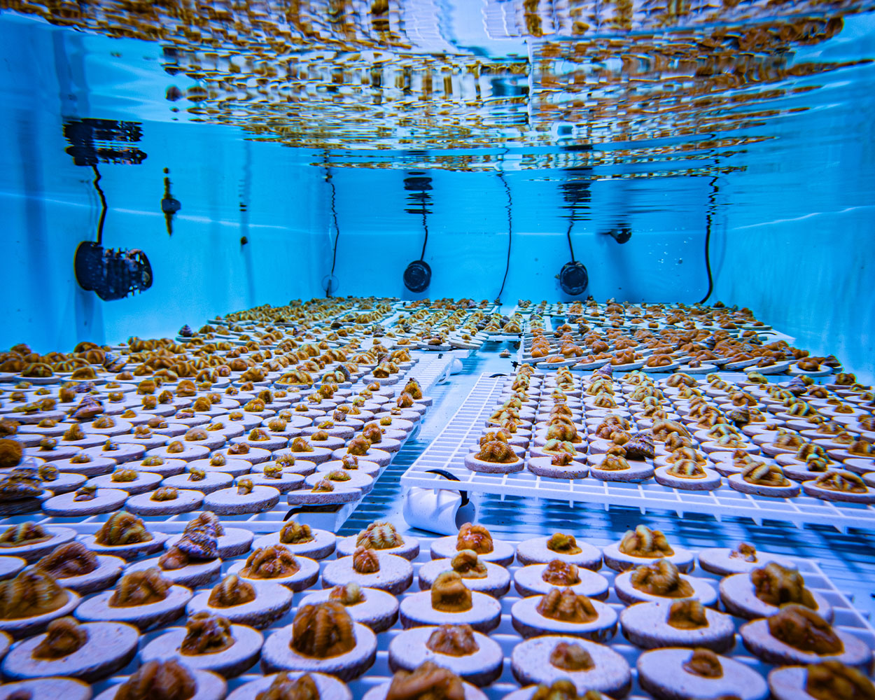 Coral research at the Florida Aquarium's Apollo Beach Research Center