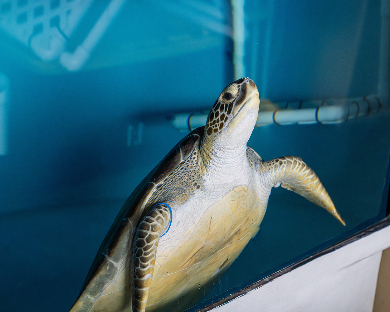 green sea turtle swimming in STRC at the florida aquarium in apollo beach