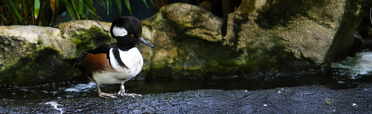 Hooded Merganser at the Florida Aquarium