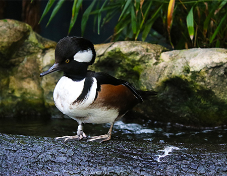 Hooded Merganser at the Florida Aquarium