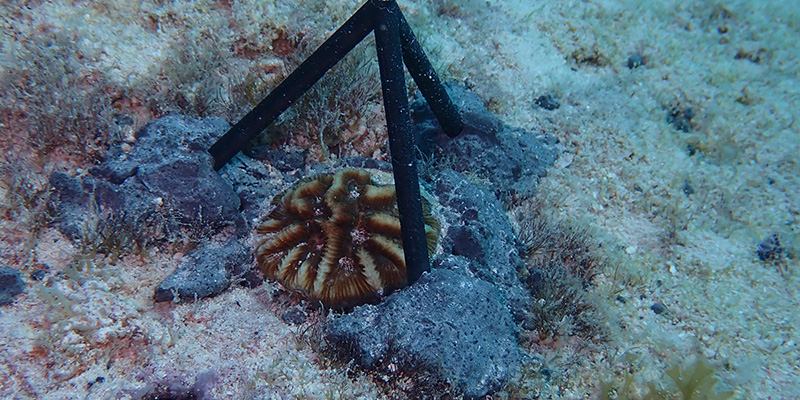 Coral Defender planted by the Florida Aquarium